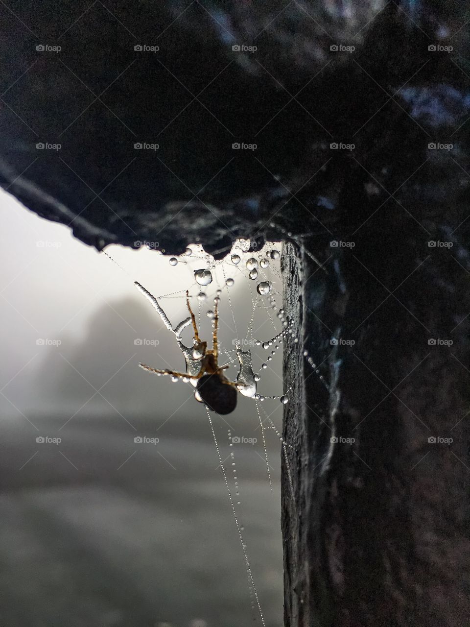 Spider In It's Frosty Web On A Foggy Day...x