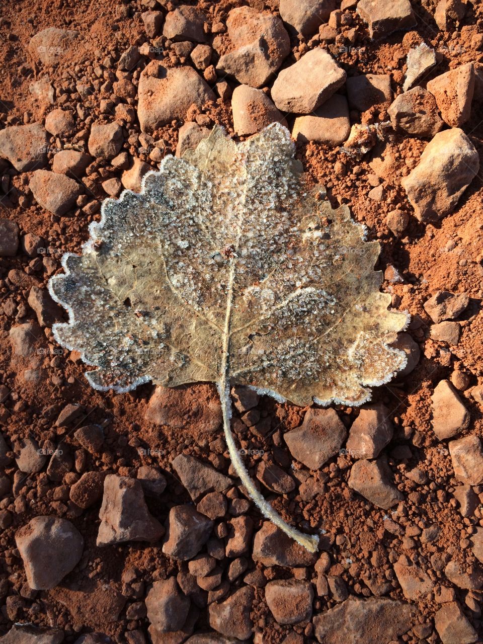 Frosted Leaf