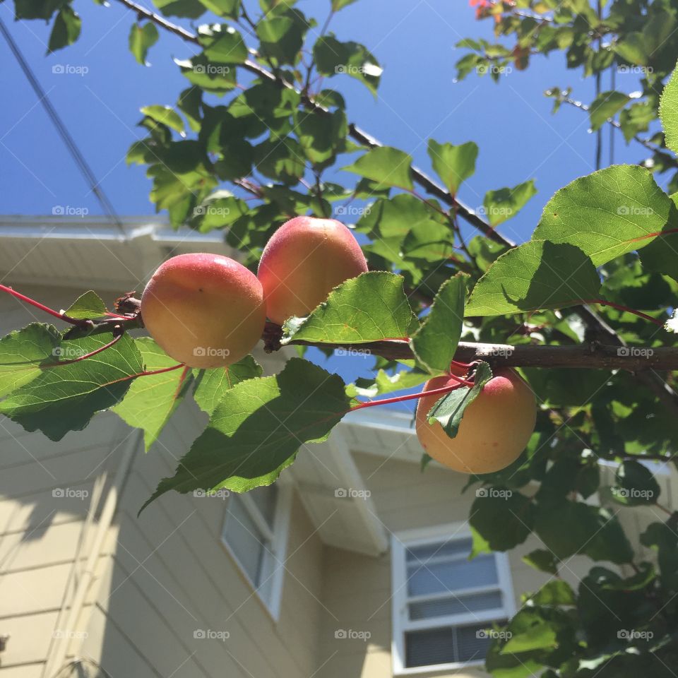 Apricot Time. Fresh from my backyard.