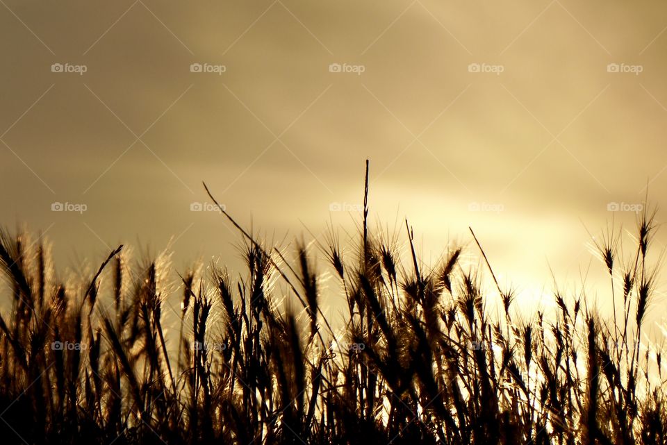 Beautiful nature around you - golden hour 