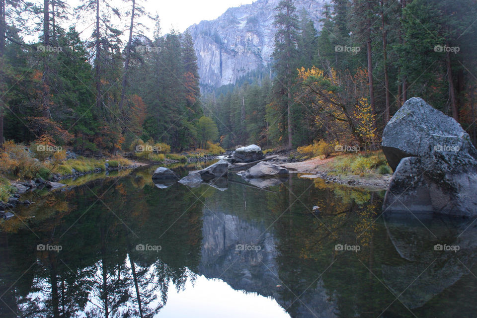 tree pond water lake by kshapley