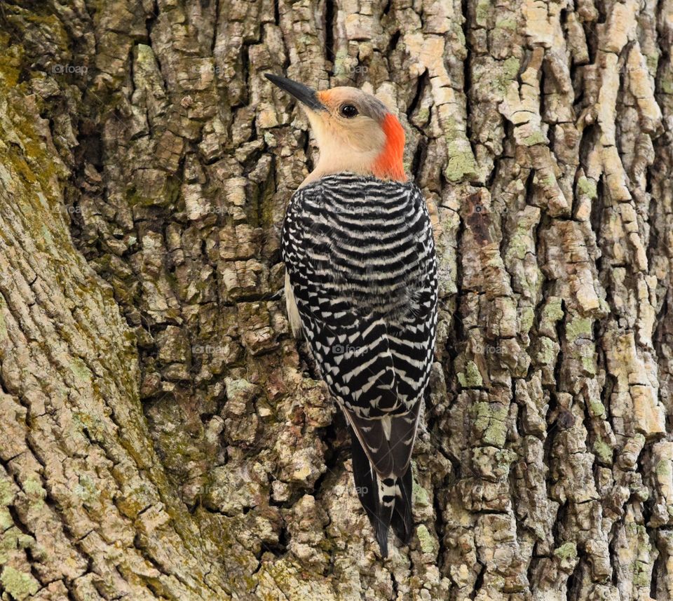 Beautiful woodpecker taking a break from pecking for a photo shoot