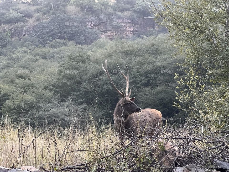 Antelope in a forest