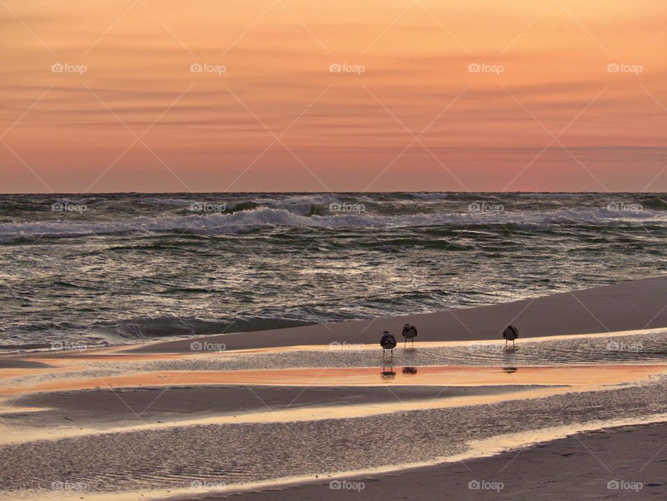  Birds avoid the waves searching for food. A sunset, like a life, has its own story to tell, Of beginnings and endings, of joy and farewell.