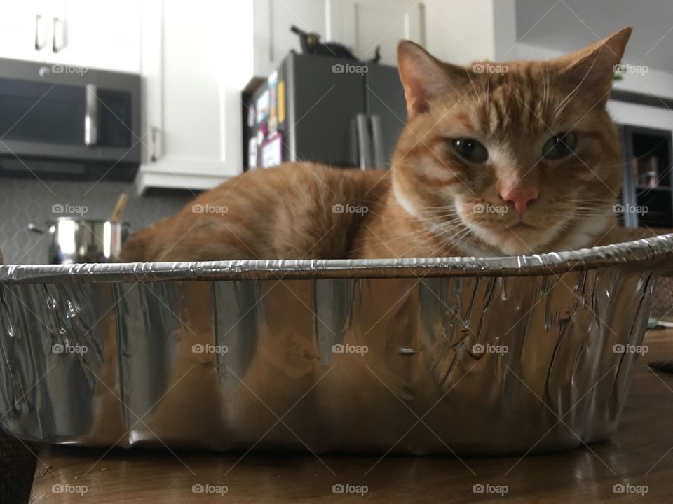 Cat in a pan 