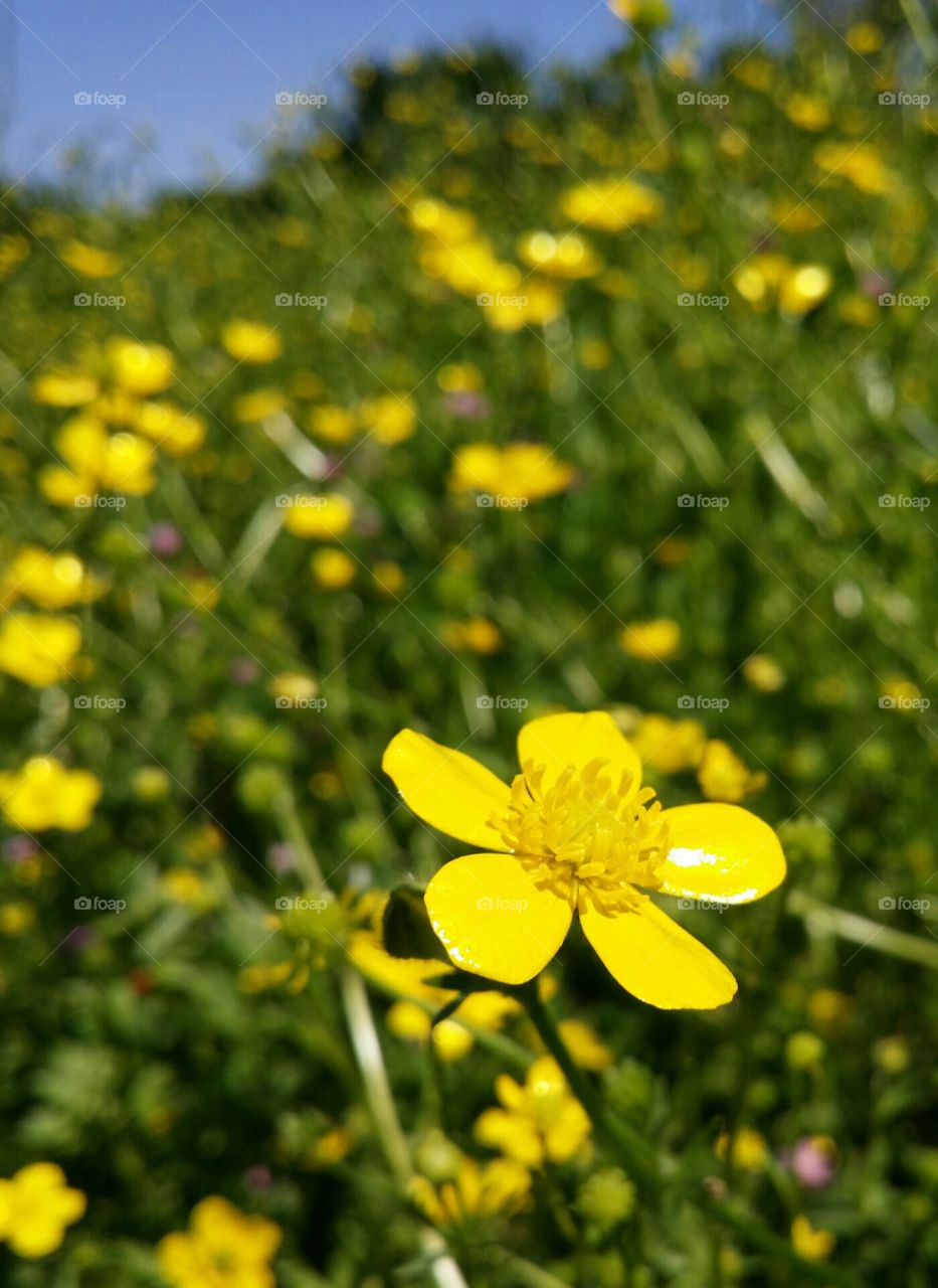 Bulbous Buttercup