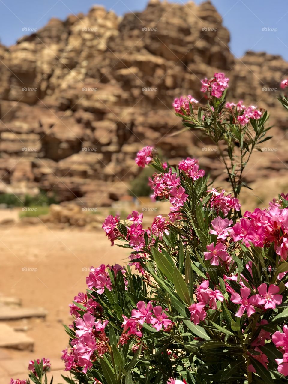 Flowers in the desert. Oleander. Petra. Jordan