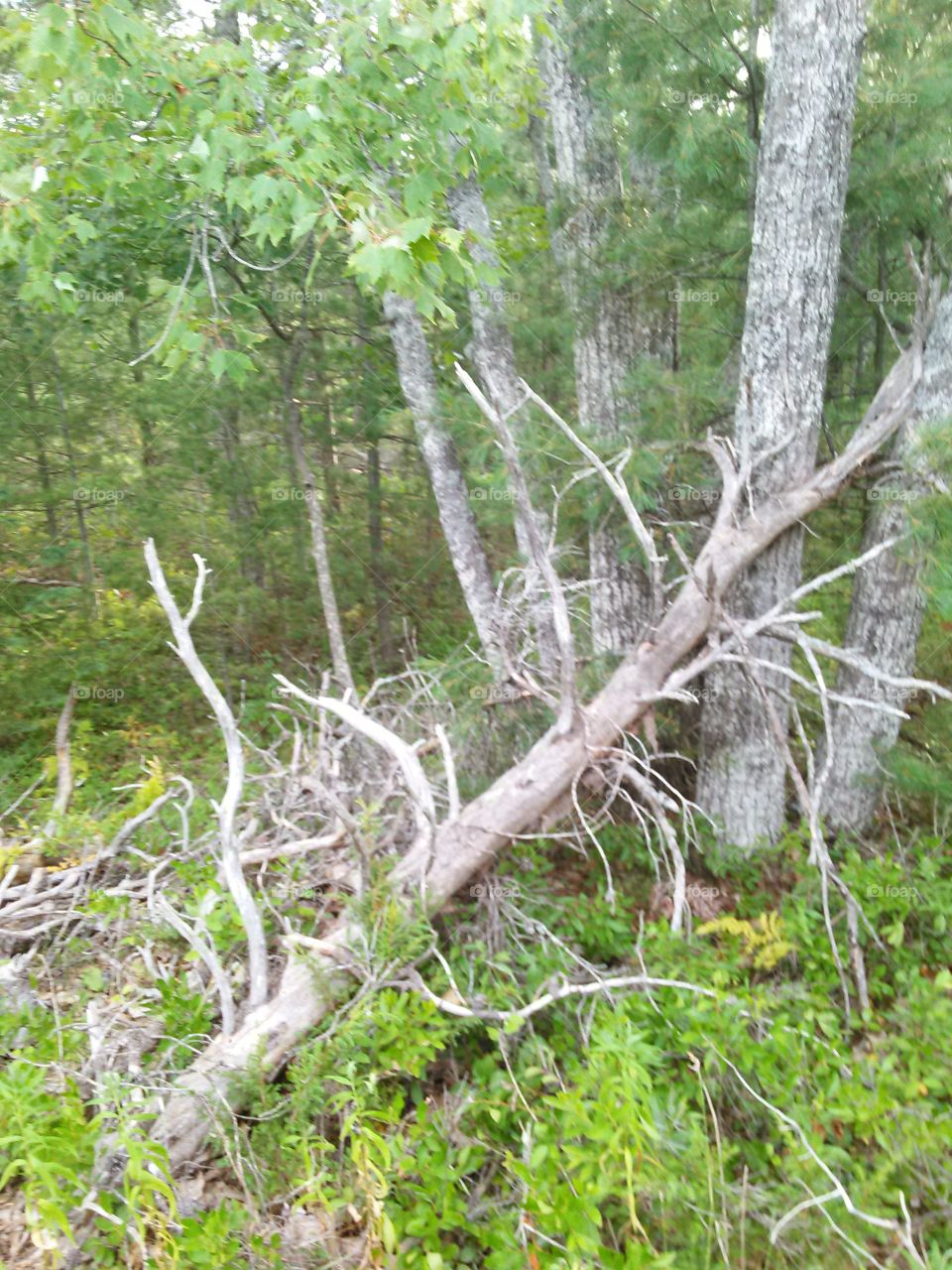 Fallen. Downed tree in the woods