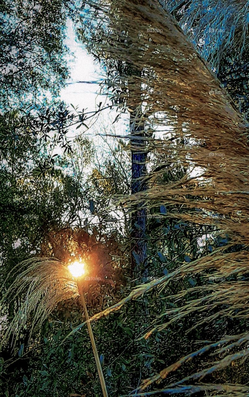 sunrise through the trees strikes the tip of a pampas grass stem like a match