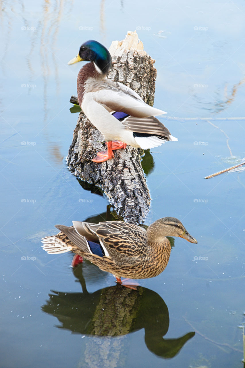Mrs & Mr Duck. A pair of ducks posing over a semi-submerged trunk.