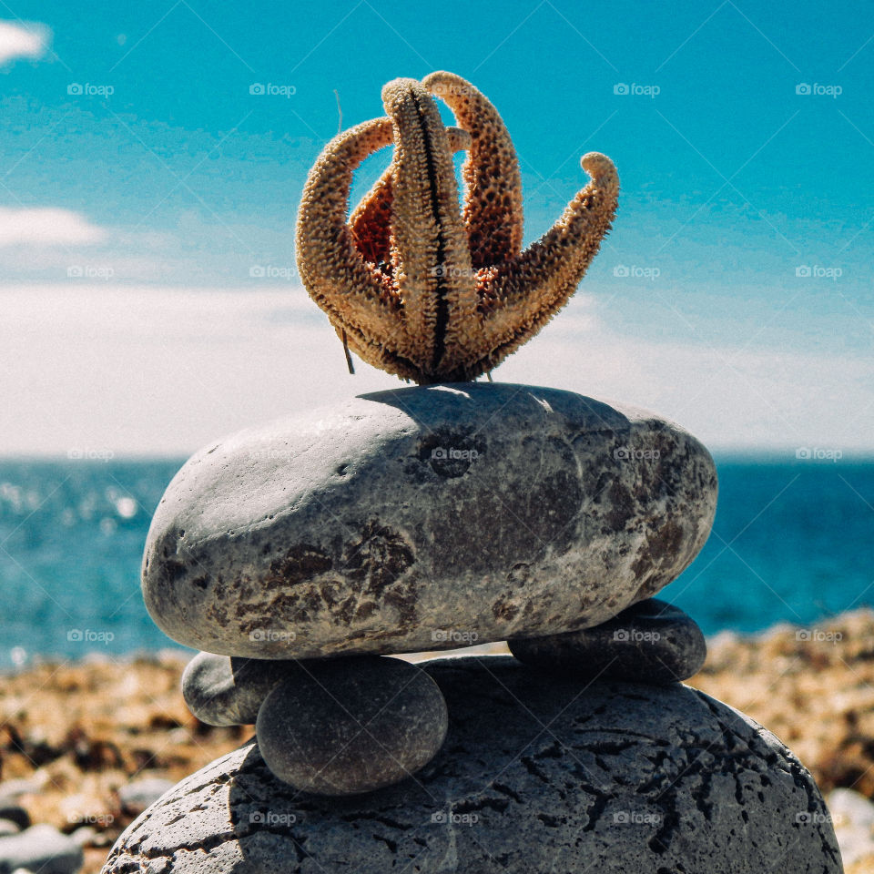 Starfish on rock