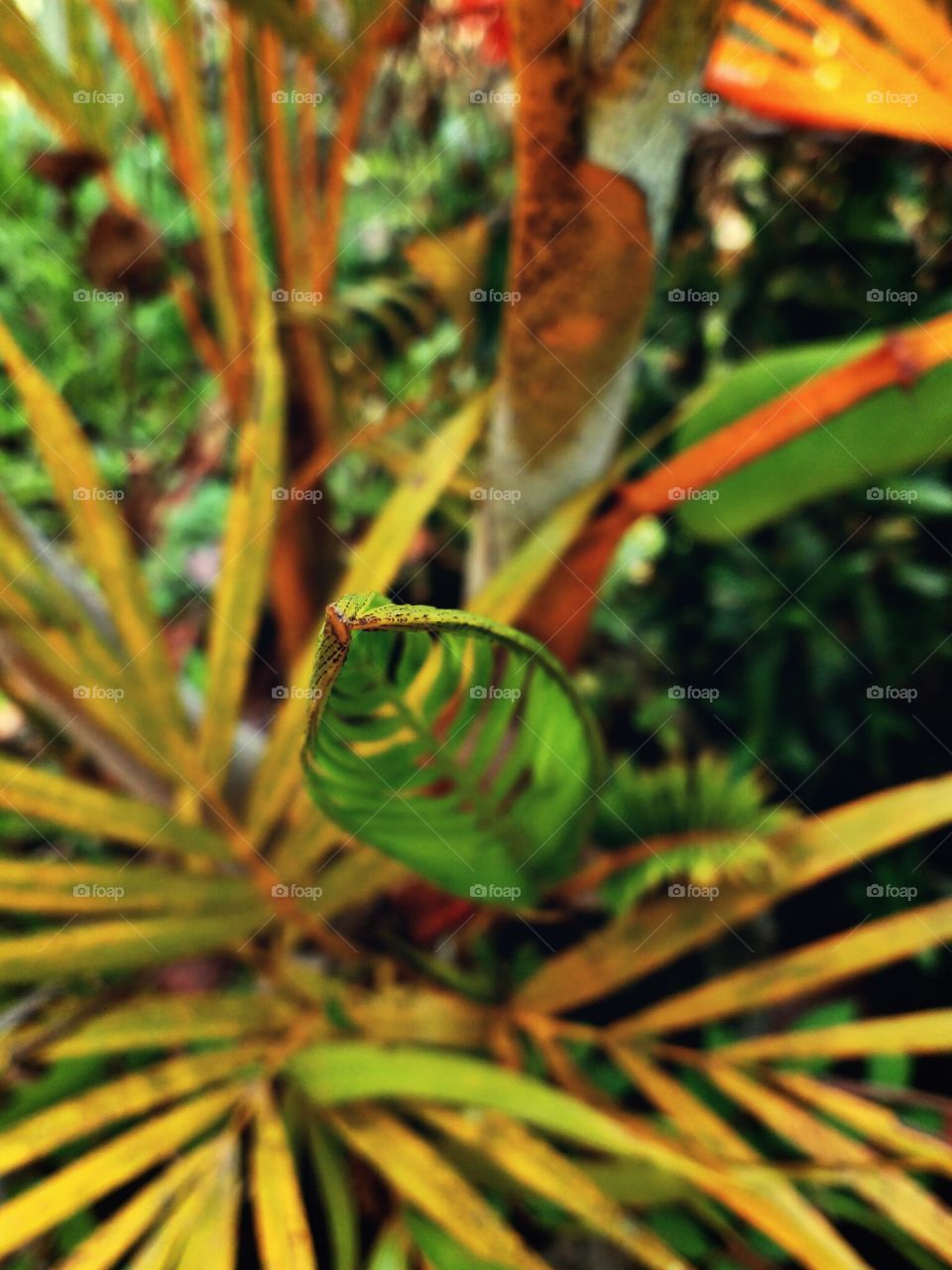 yellow palm leaf