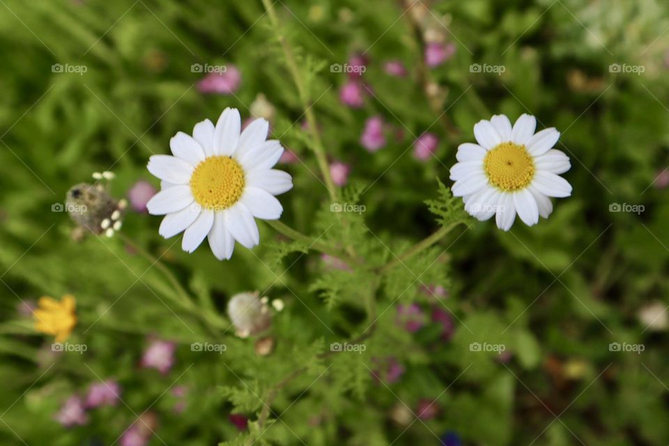 Spring flowers 