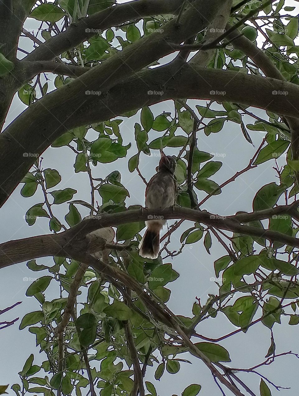 # Sparrow image sparrow photo Sparrow picture