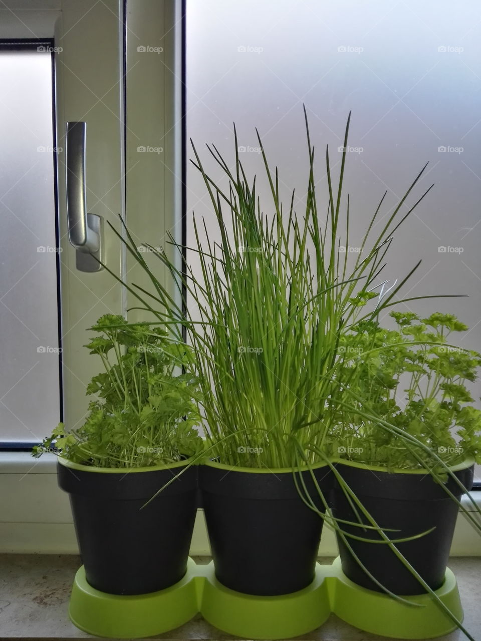 house herbs in black and green pots