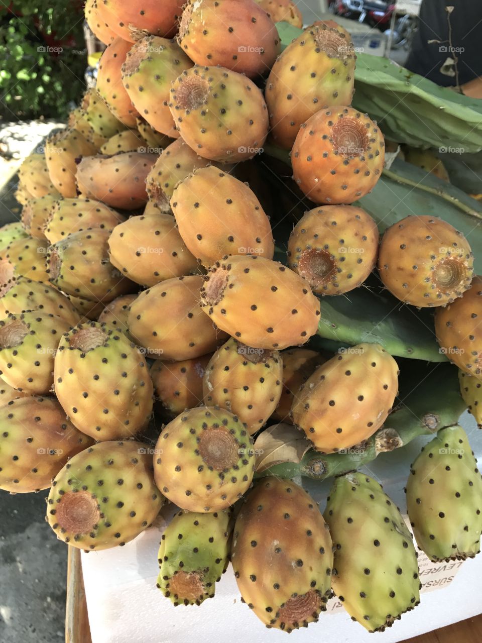 Cactus fruit