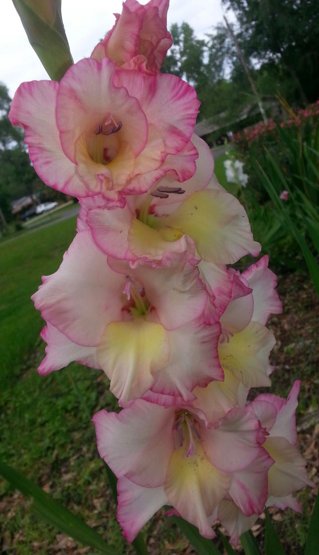 Glad for Gladiolas