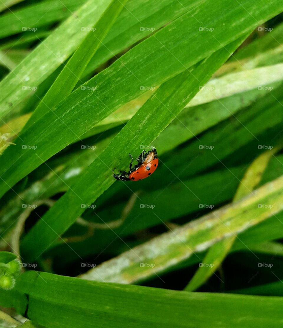 ladybird, ladybug