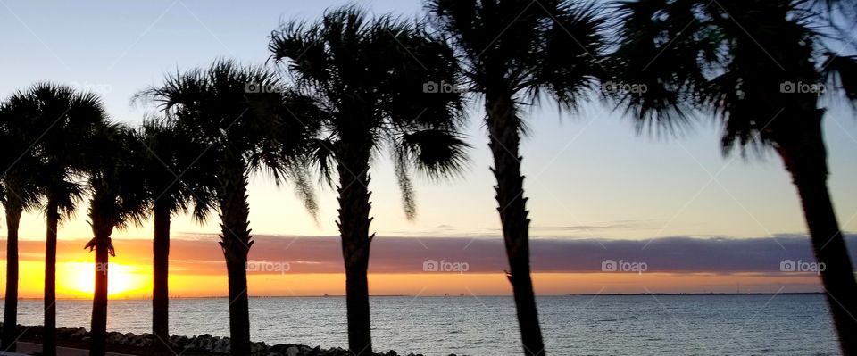 Vertical palm trees