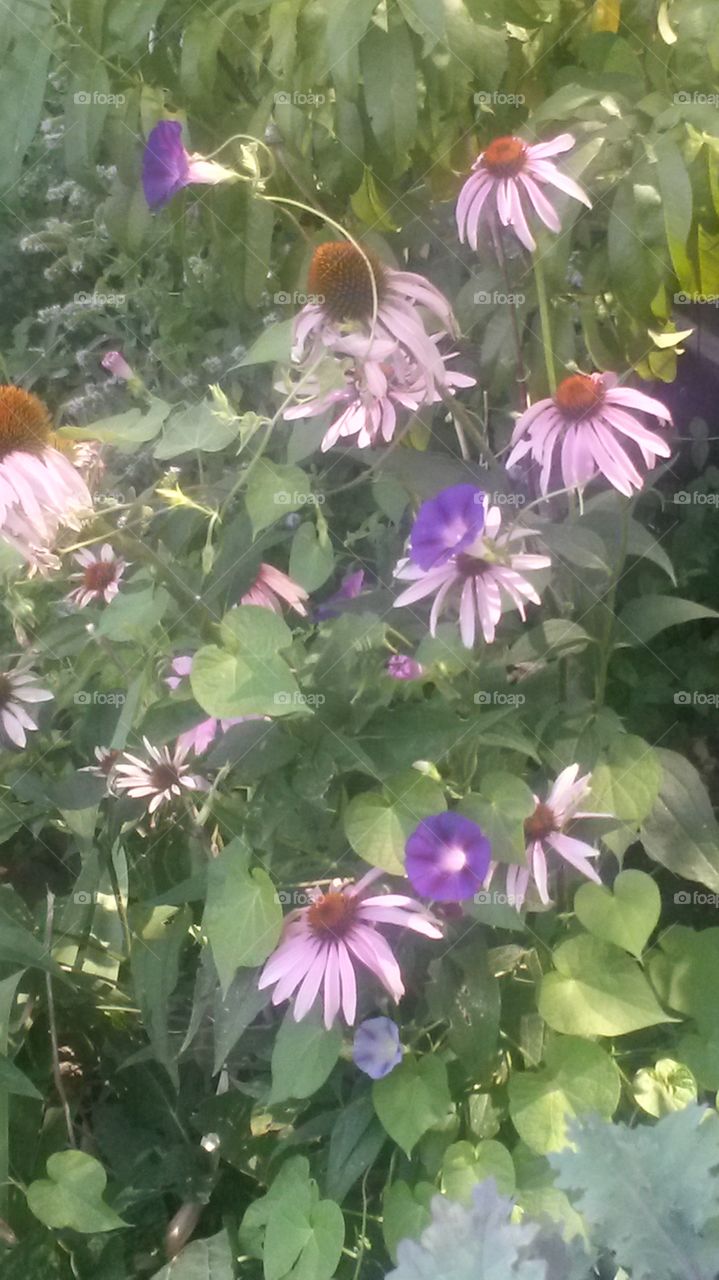 Echinacea and Morning Glory