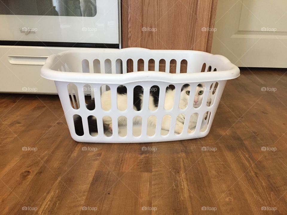 Basket cat