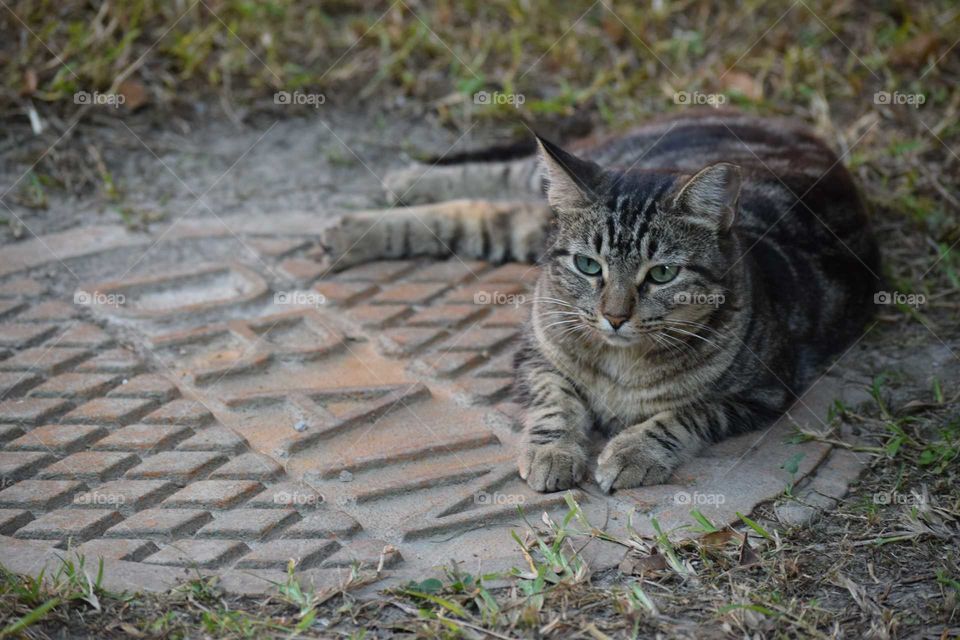 Cat on a manhole cover