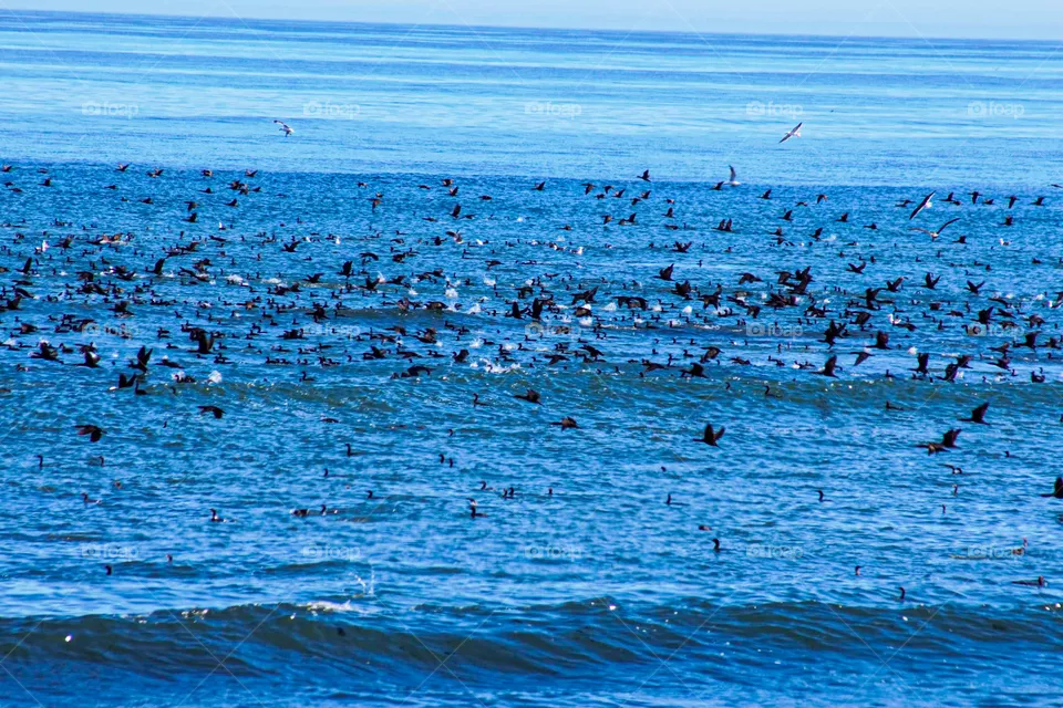 A flock of birds scrambling over fish on the ocean waves. Beautiful multicolored coastal birds flying over the ocean. 