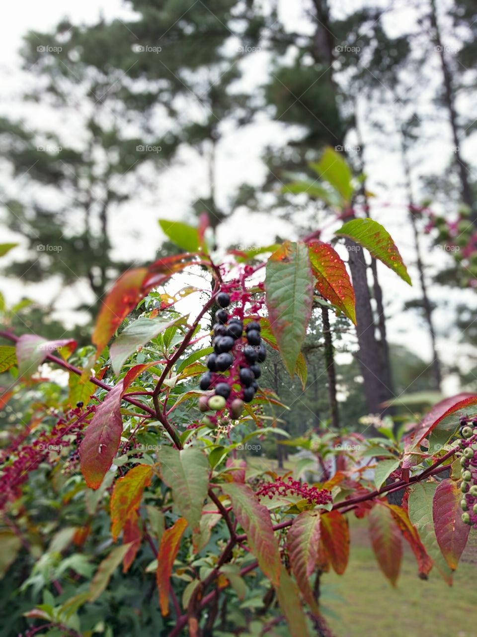 Backyard Berries