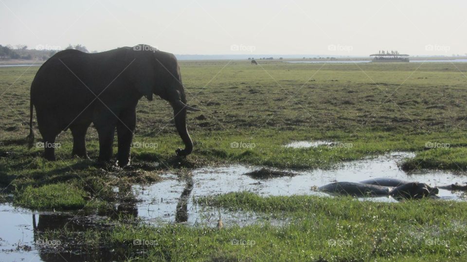 Elephant in a marshland