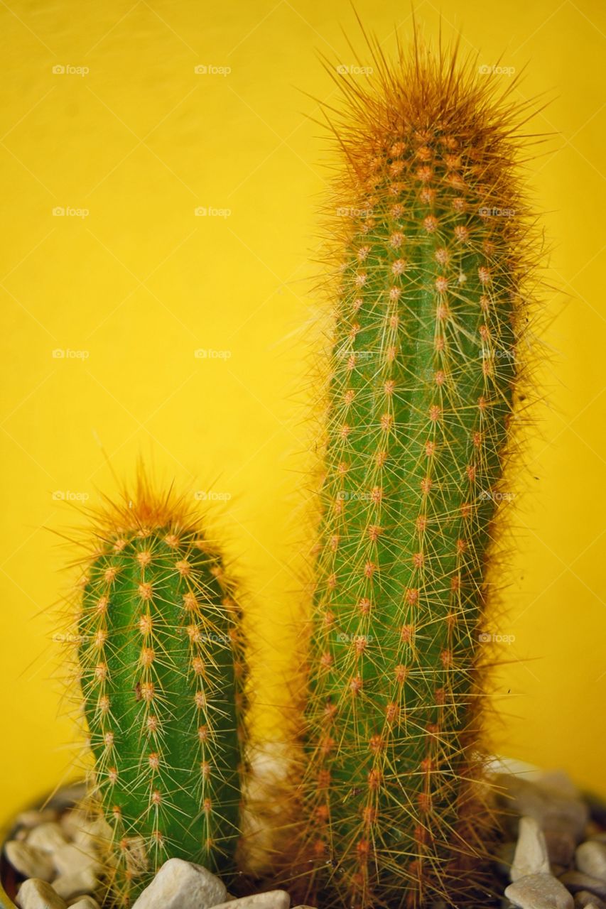 Cactus