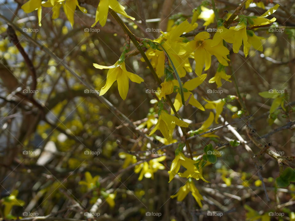 Yellow flowers blooming 