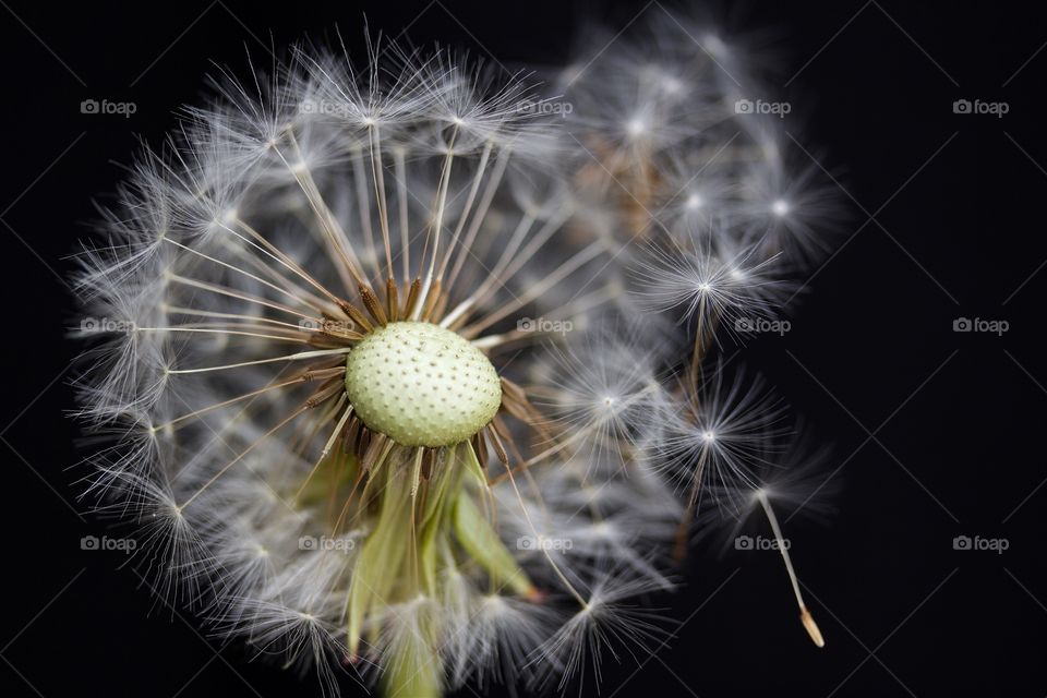 Dandelion seeds blowing