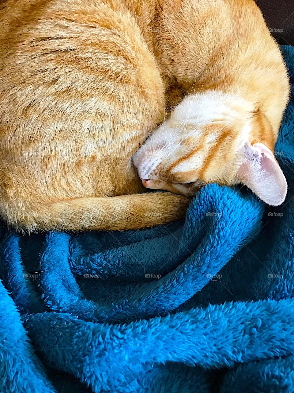 Orange cat curled up on blanket