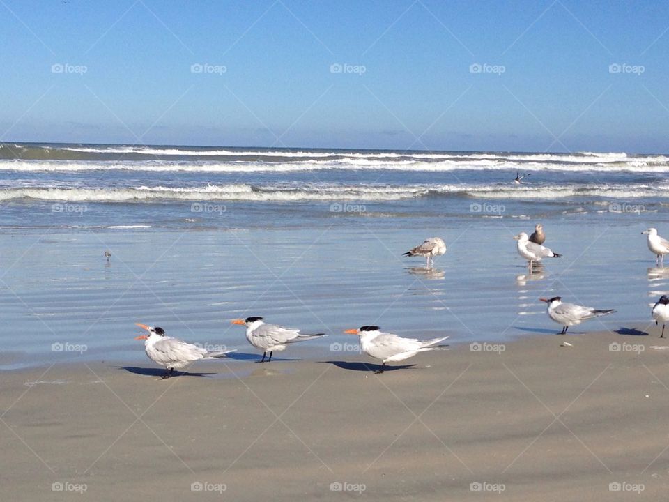 Royal tern, east coast beach, Florida