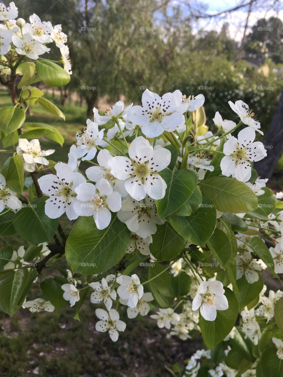 Pear Blossoms 