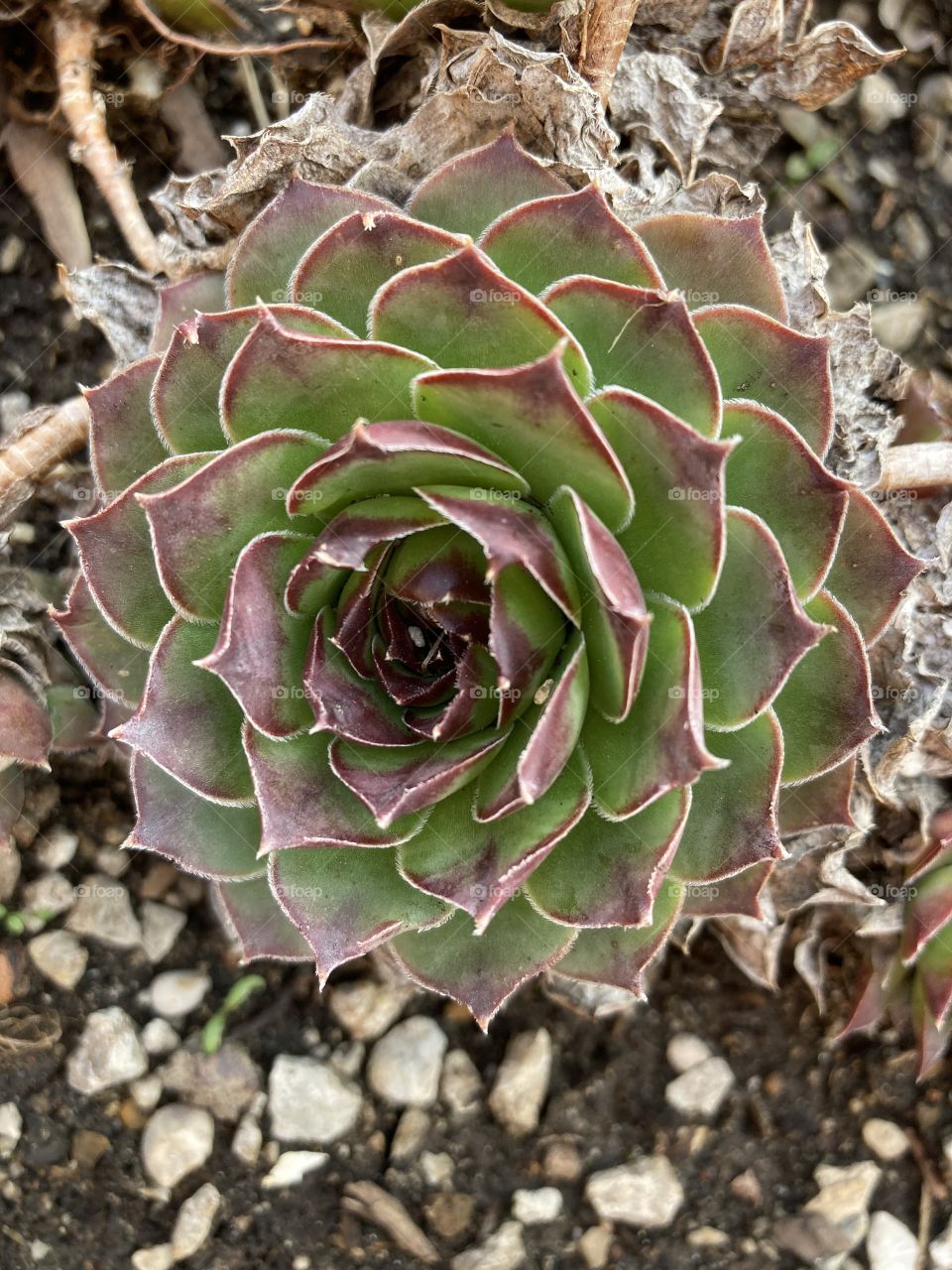 Hen & Chicken coming alive