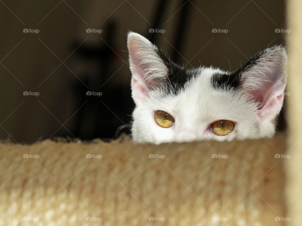 Beautiful kitten eyes