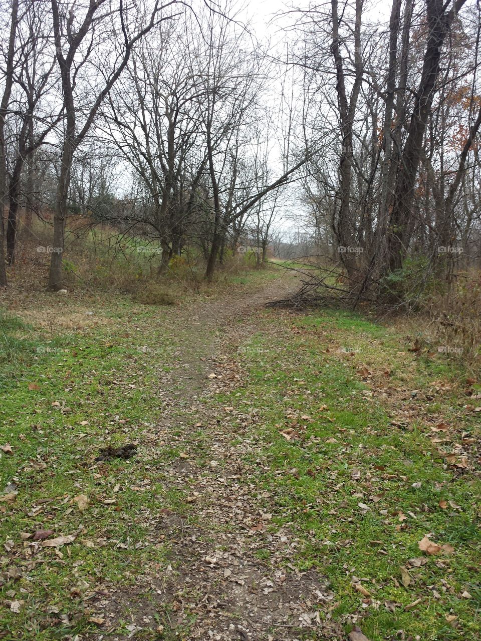 woodland trail