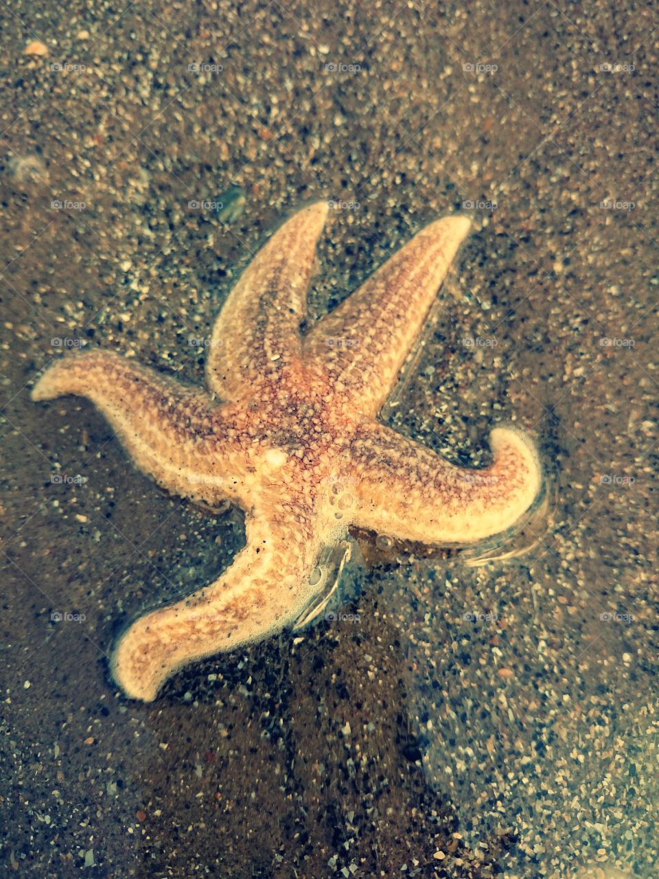 Starfish . Starfish in Skegness 