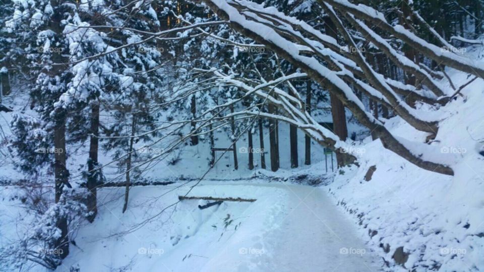 Curved snow covered trees