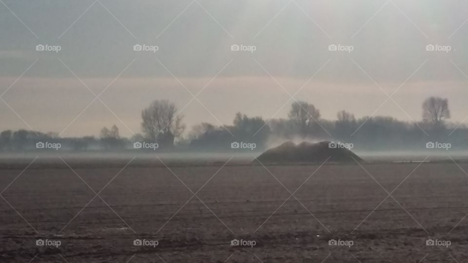 morning frog the netherlands