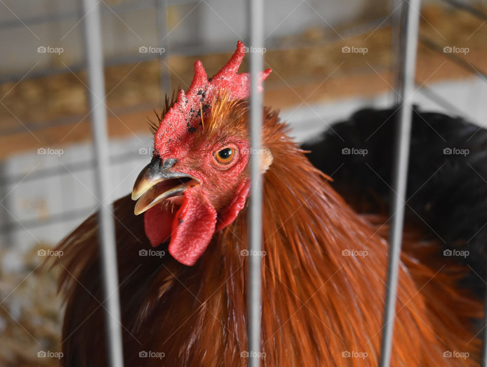 Rooster on display at the county fair