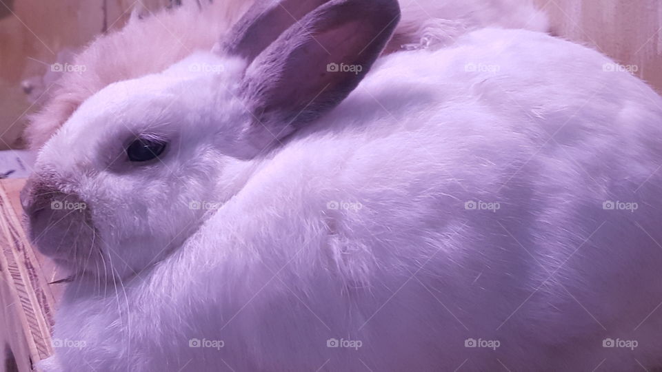 Fluffy Bunny