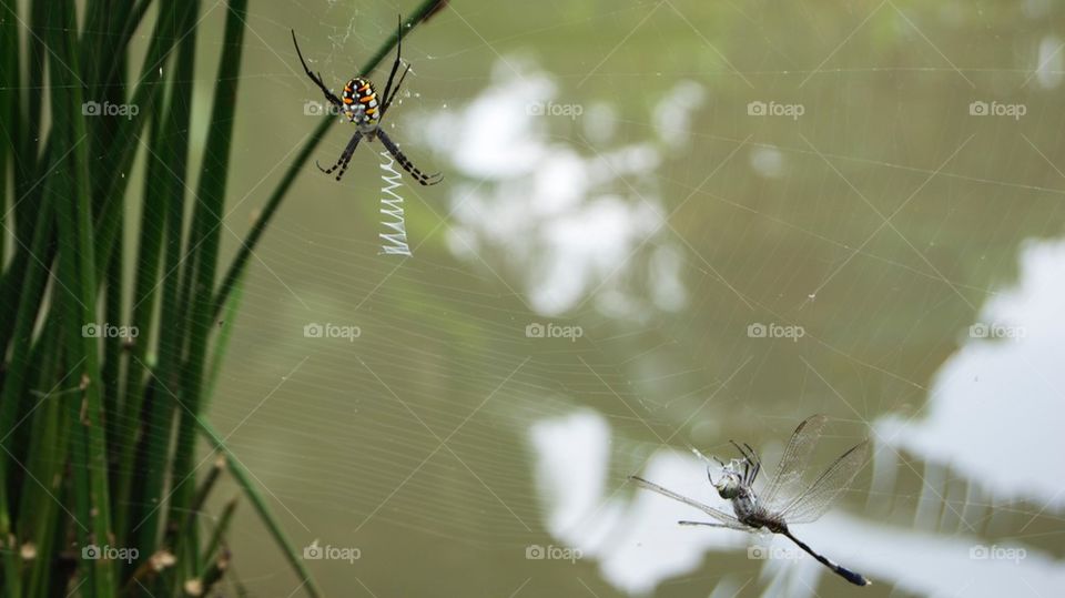 Wasp spider and dragonfly on web 