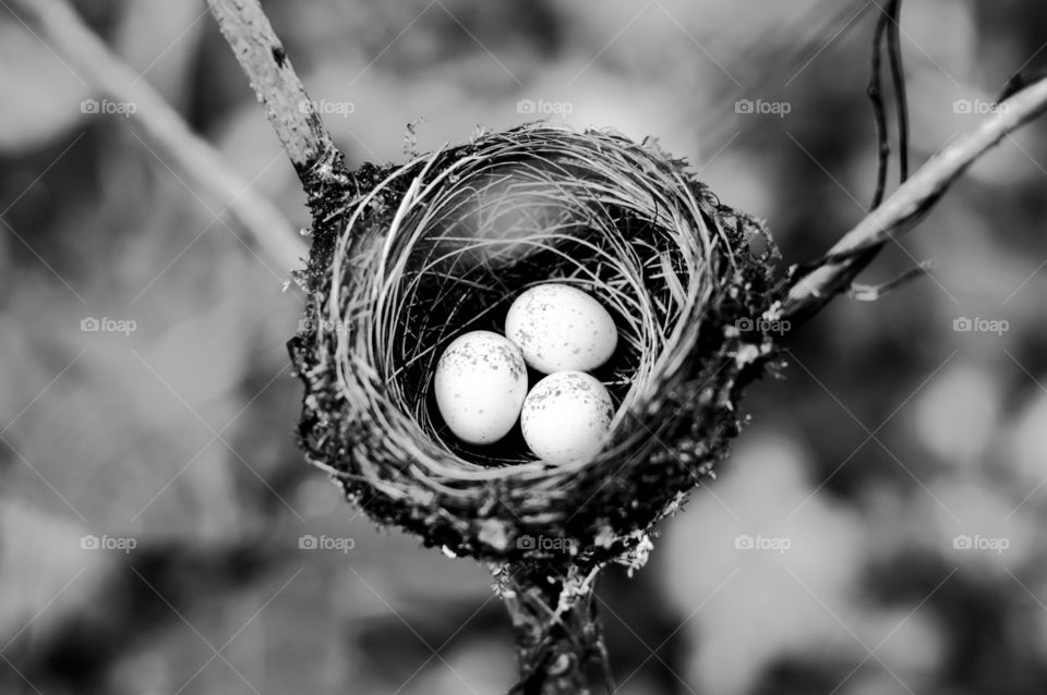 Three tiny eggs in a bird's nest. Close up of bird's eggs.