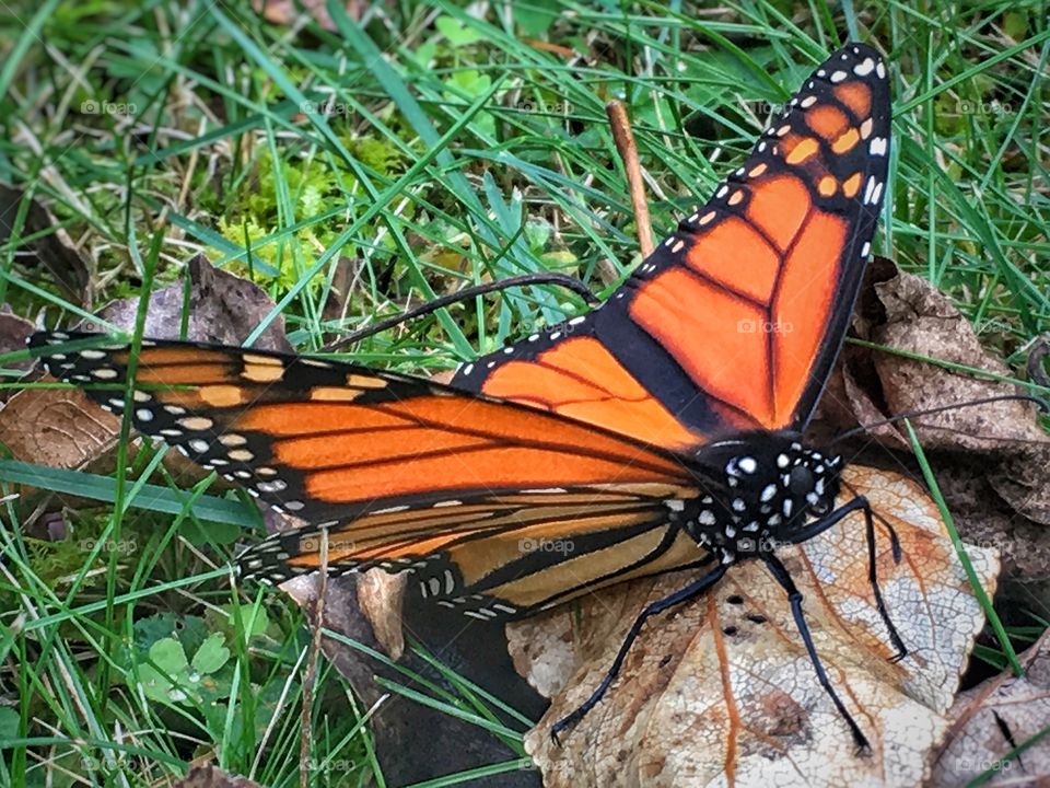 Monarch butterfly in the fall