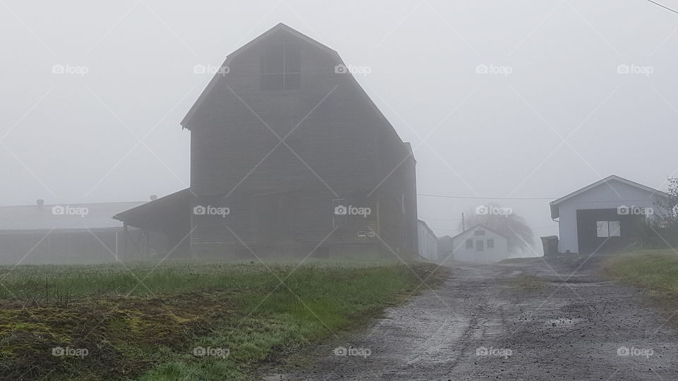 foggy day on the ranch