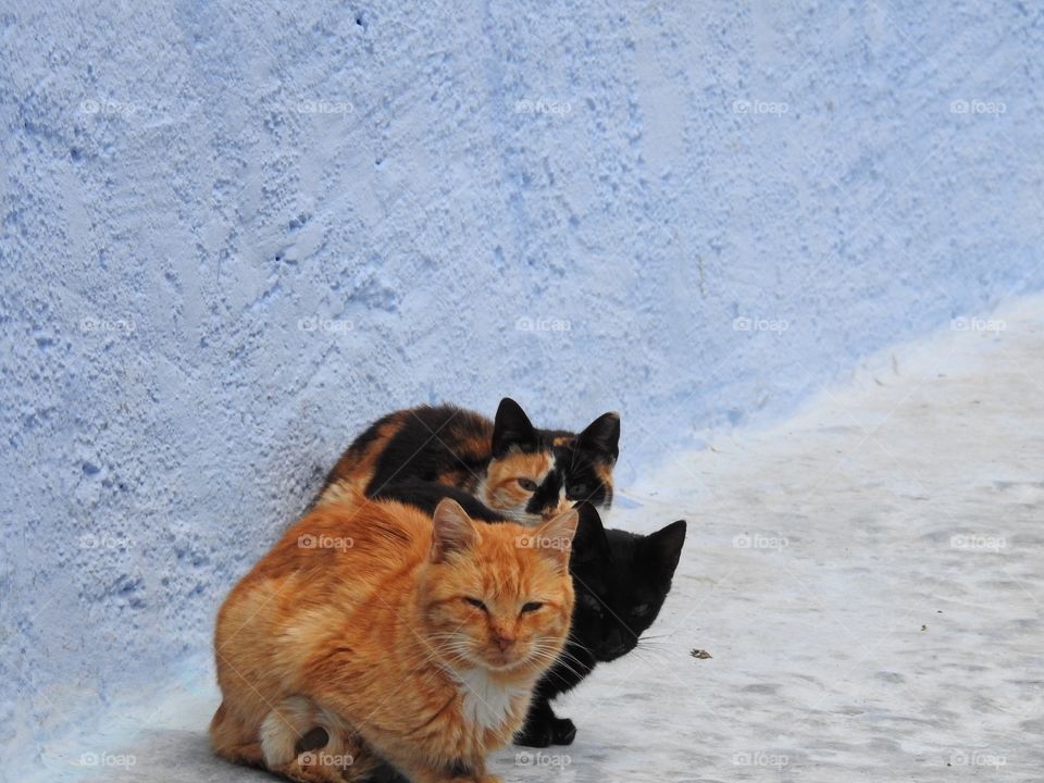 A small group of domestic cats