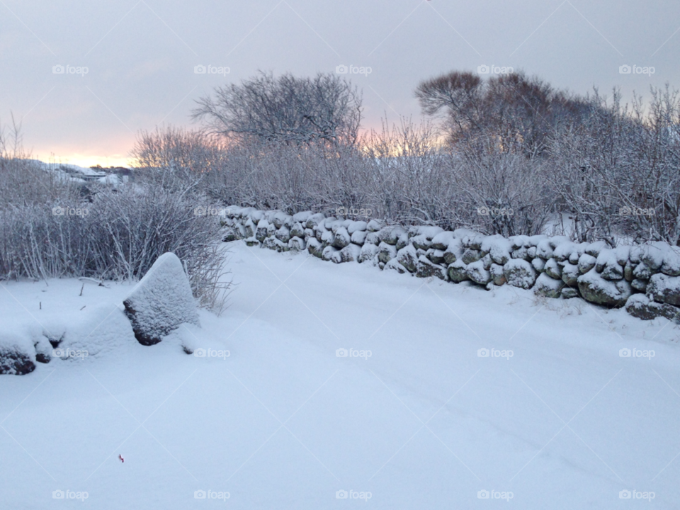 Snow winter wall trees