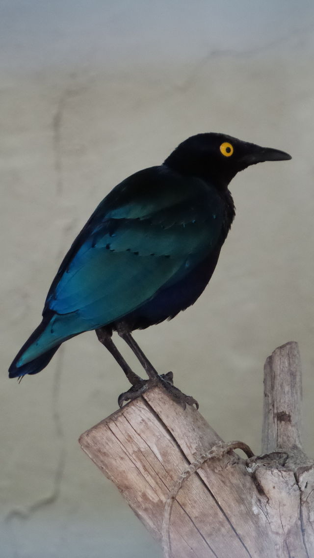 bird